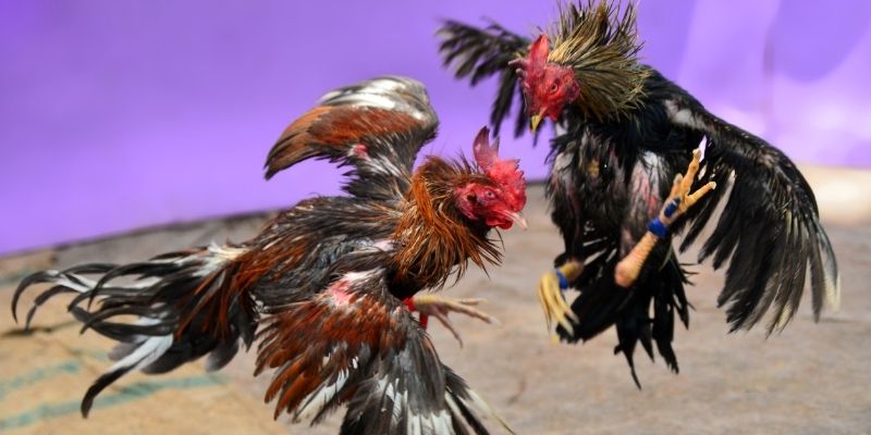 go8 vin nổ hũ tiếng anh là gì