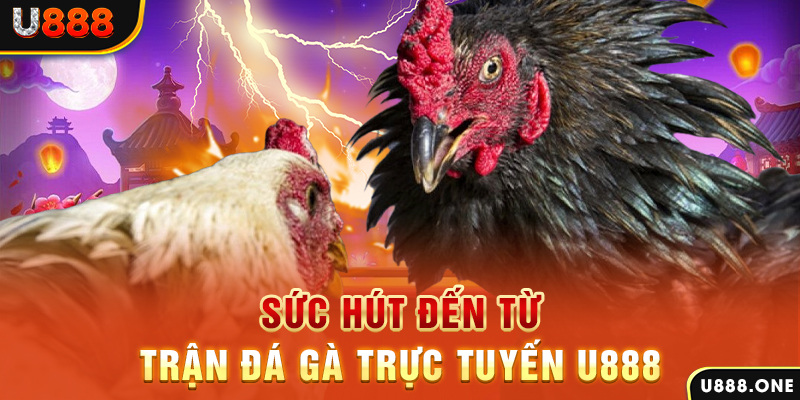 go8 vin hòn gà chọi
