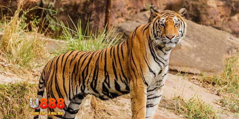 go8 vin ban ca vip online