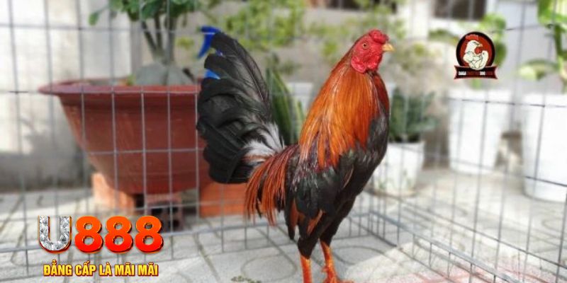 go8 vin tải nổ hũ trên máy tính