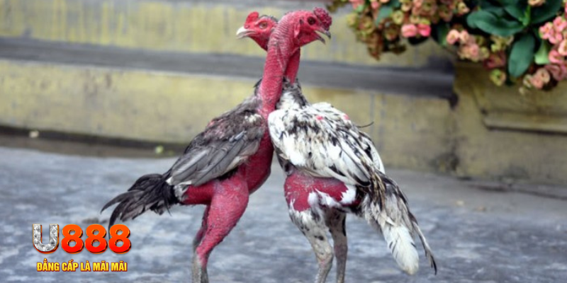 go8 vin bàn cầu điểm số tay trước trong baccarat là gì