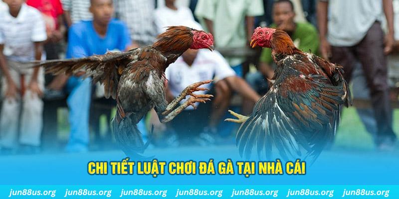 go8 vin đá gà campuchia