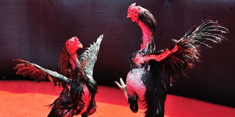 go8 vin Spribe Điện Tử